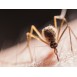 Spray na komary owady kleszcze Incognito 100 ml PMD bez DEET